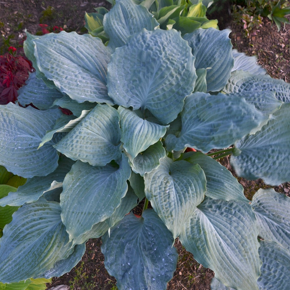 Hosta Shadowland ® Series 'Diamond Lake' PP30769 PW® - #1
