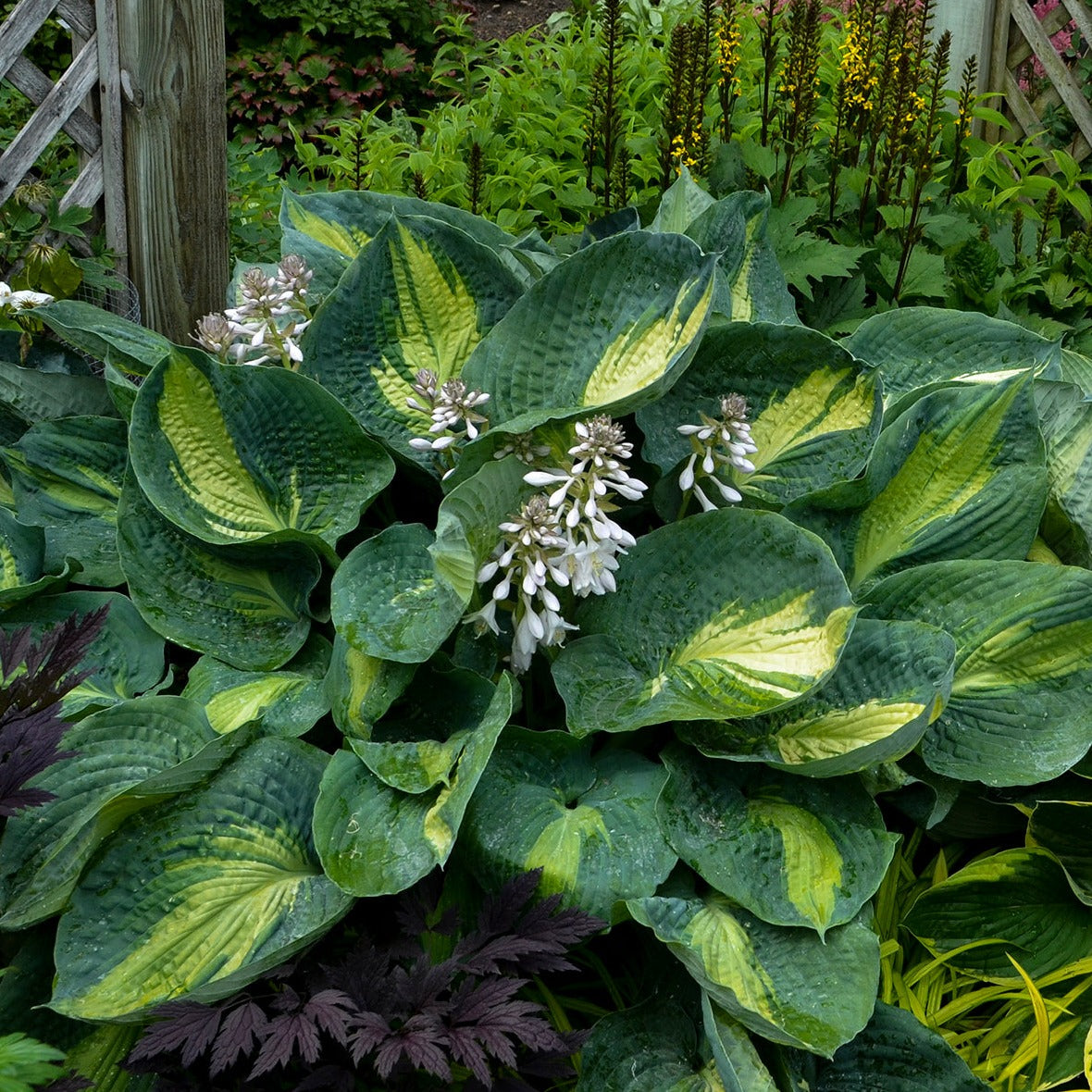 Hosta Shadowland ® Series 'Hudson Bay' PP23598 PW® - #1
