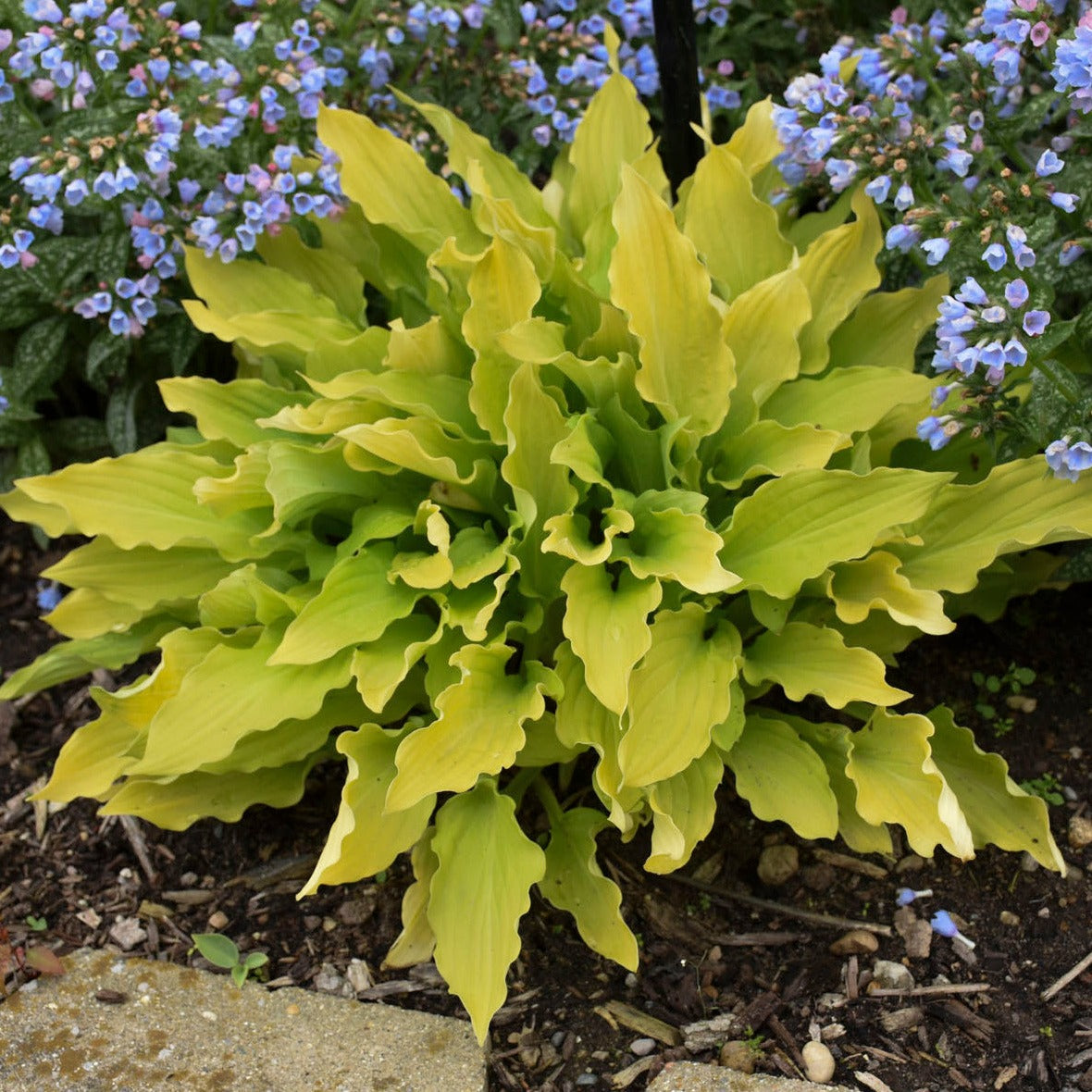 Hosta 'Time in a Bottle' PP33267 - #1