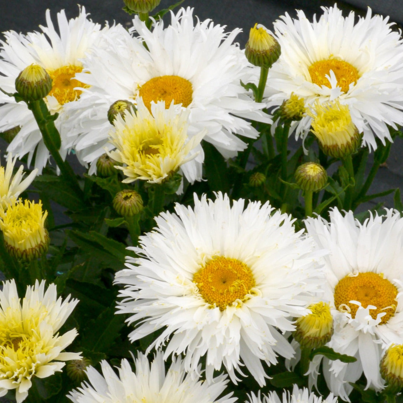 Leucanthemum x superbum 'Belgian Lace' Shasta Daisy - #1