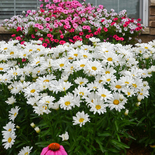 Leucanthemum x superbum Amazing Daisies™ Daisy May® PP21914 PW® Shasta Daisy - #1