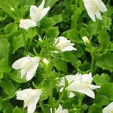 Mazus reptans 'Albus' (white) - 3.5"