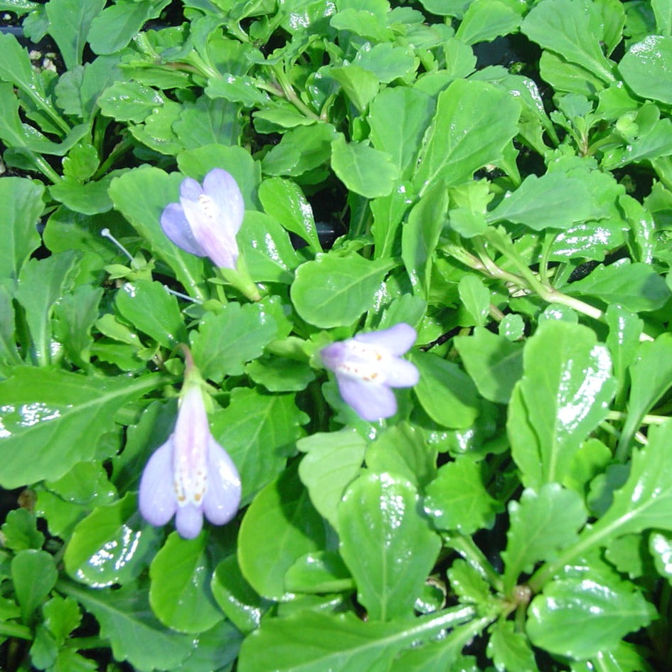 Mazus reptans (blue) - 3.5"