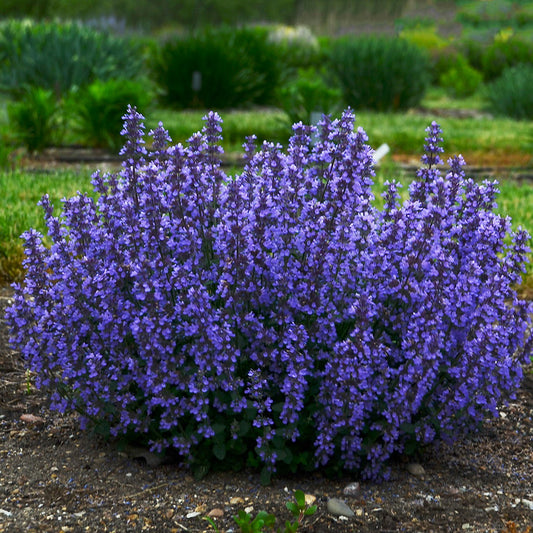 Nepeta faasserii 'Cat's Pajamas' PP31127 PW® Catmint - #1