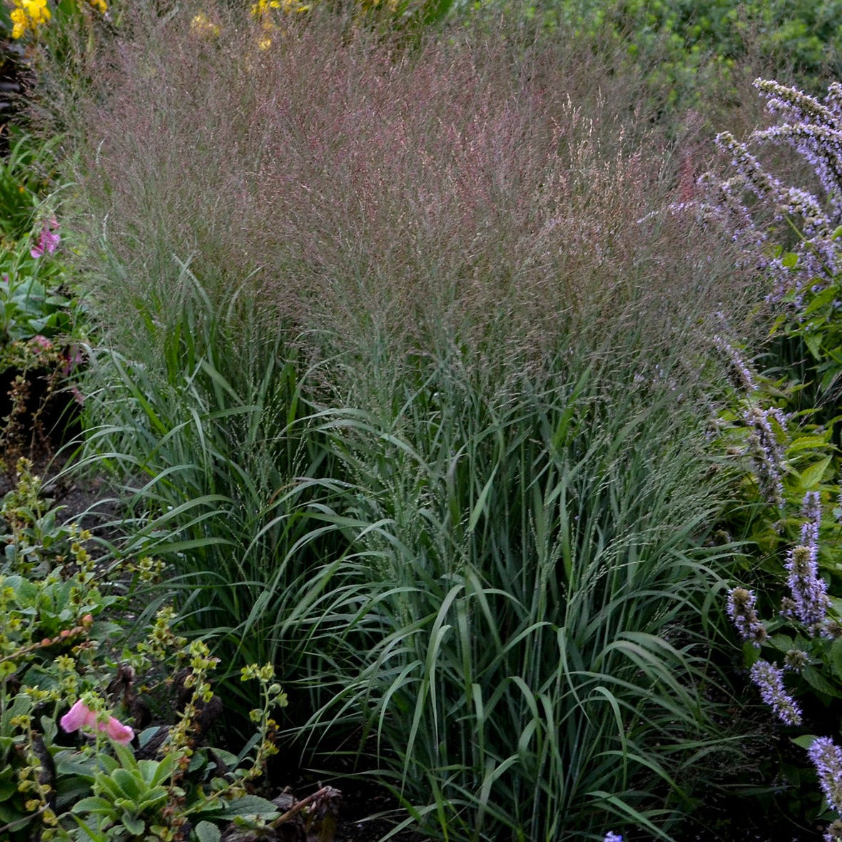 Grass: Panicum 'Apache Rose' PP29142 PW® Switchgrass - #1