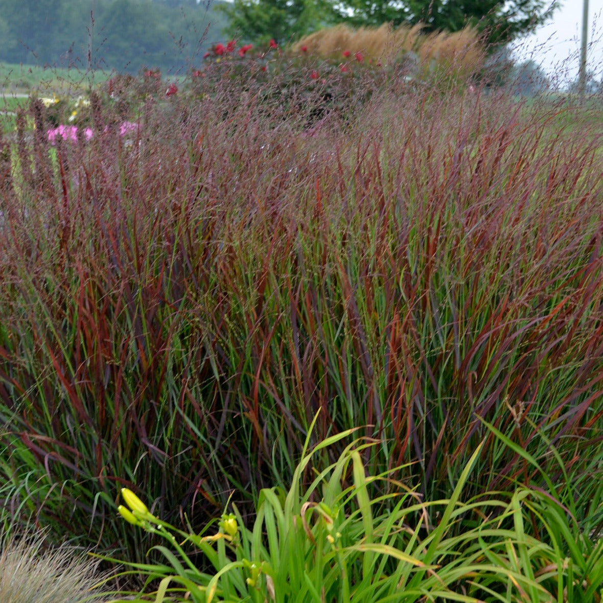 Grass: Panicum 'Cheyenne Sky' PP23209 PW® Switchgrass - #1