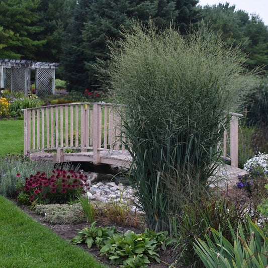 Grass: Panicum v. Prairie Winds® 'Totem Pole' PP29951 PW®  Switchgrass - #1