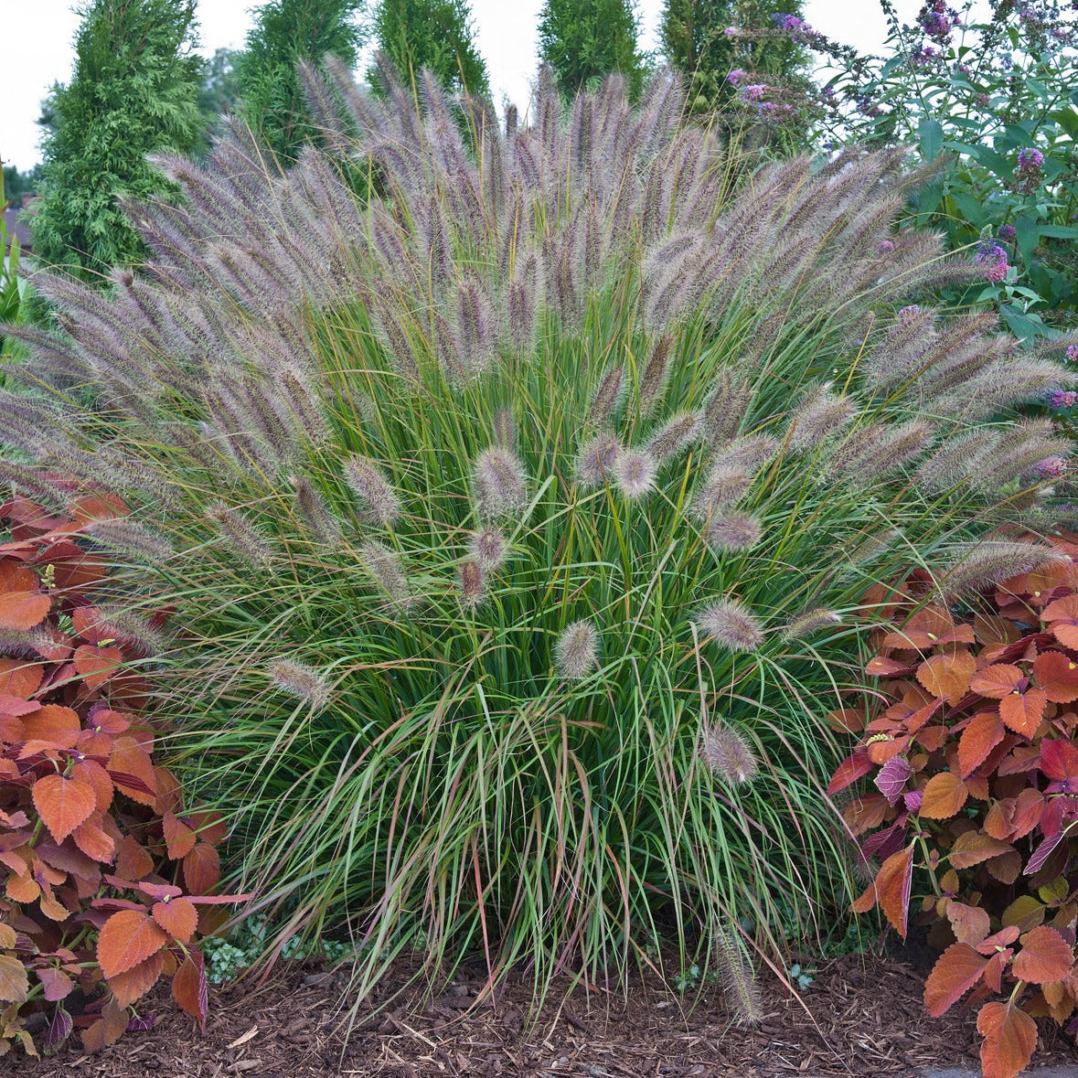 Grass: Pennisetum 'Desert Plains' PP20751 PW® Fountain Grass - #1