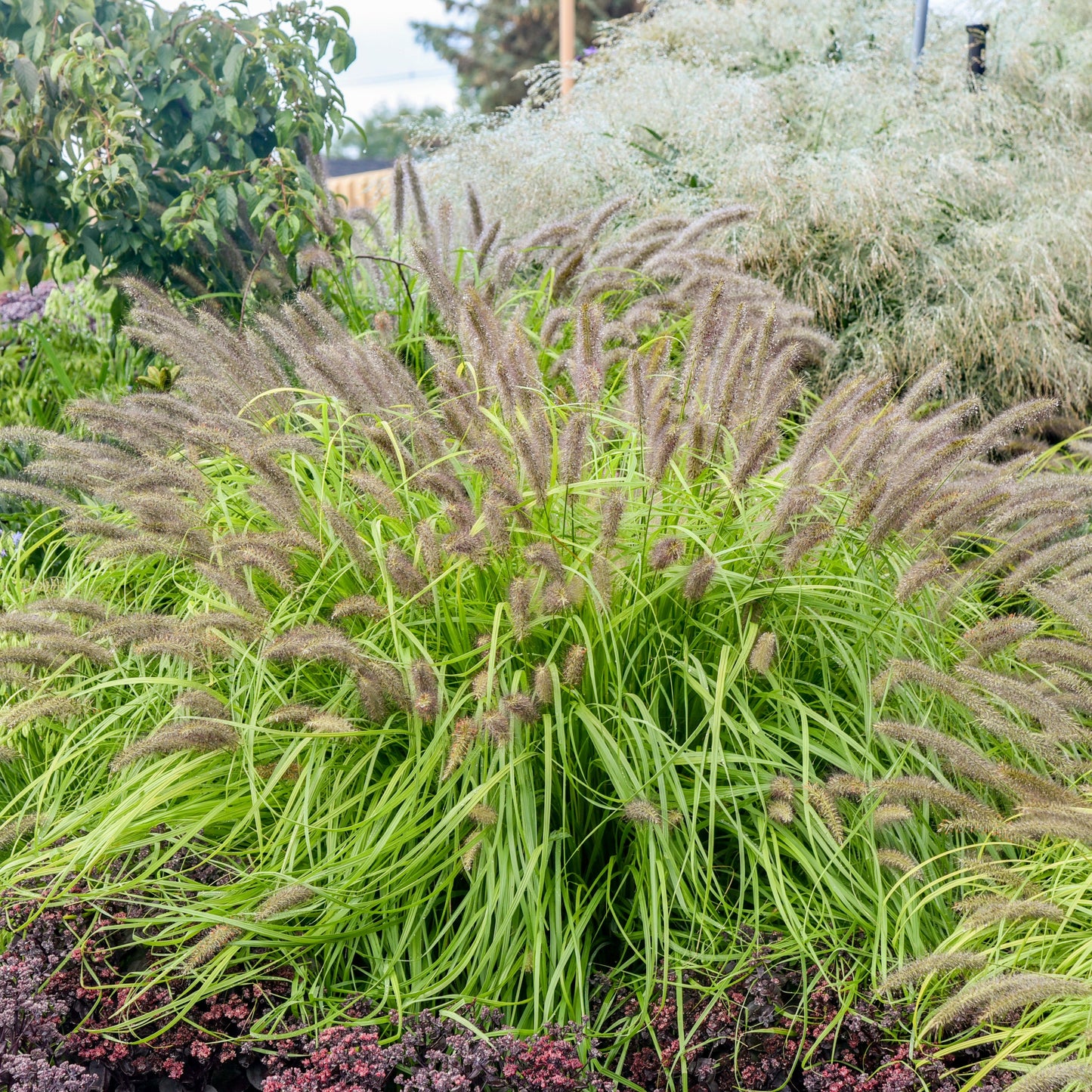 Grass: Pennisetum a. Prairie Winds® 'Lemon Squeeze' PP34634 PW® Fountain Grass - #1