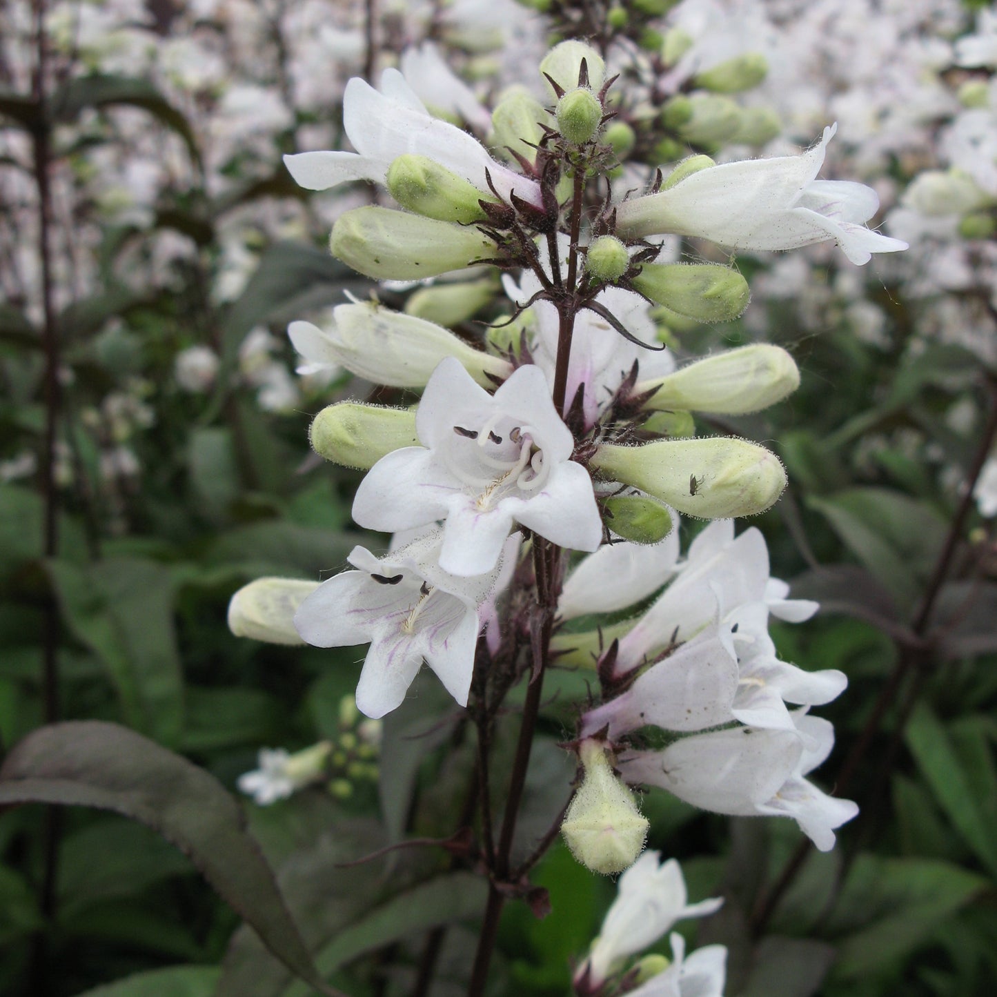 Penstemon digitalis 'Huskers Red' - #1