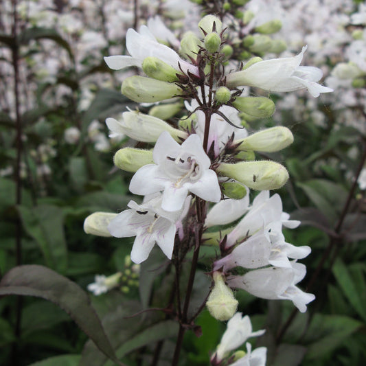 Penstemon digitalis 'Huskers Red' - #1