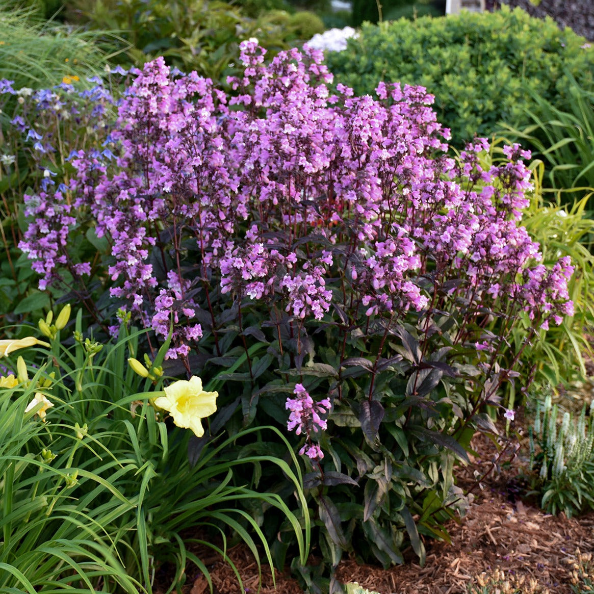 Penstemon 'Midnight Masquerade' PP29603 PW® - #1