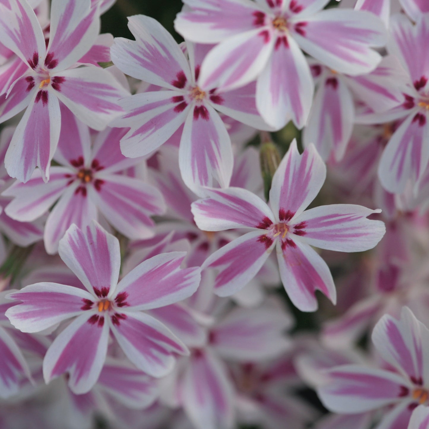 Phlox subulata 'Candy Stripe' Creeping Phlox, Thrift - #1