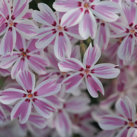 Phlox subulata 'Candy Stripe' - 4.5"