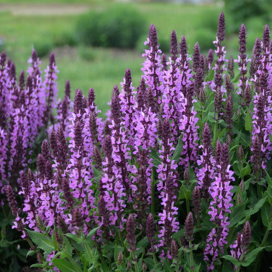 Salvia nemorosa 'Pink Profusion' PP31435 PW® - #1