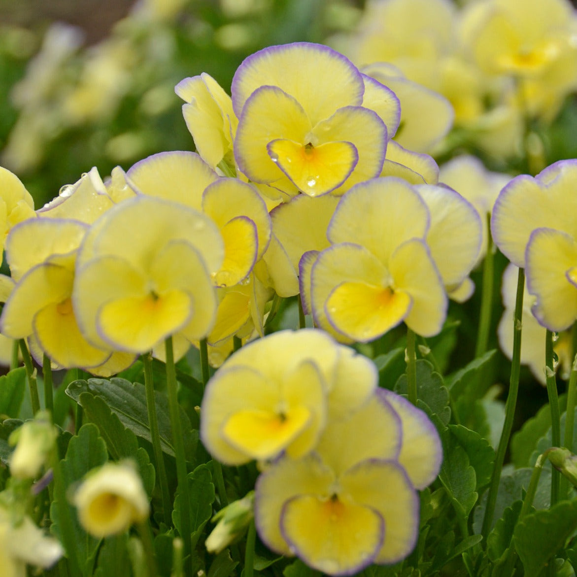 Viola cornuta 'Etain' - Qt.