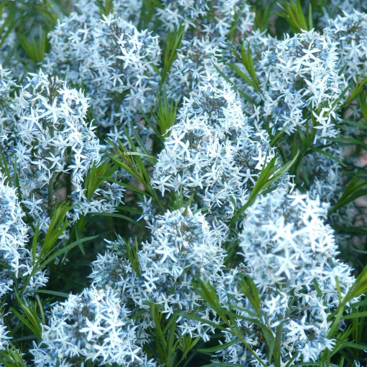 Amsonia hubrechtii - #1