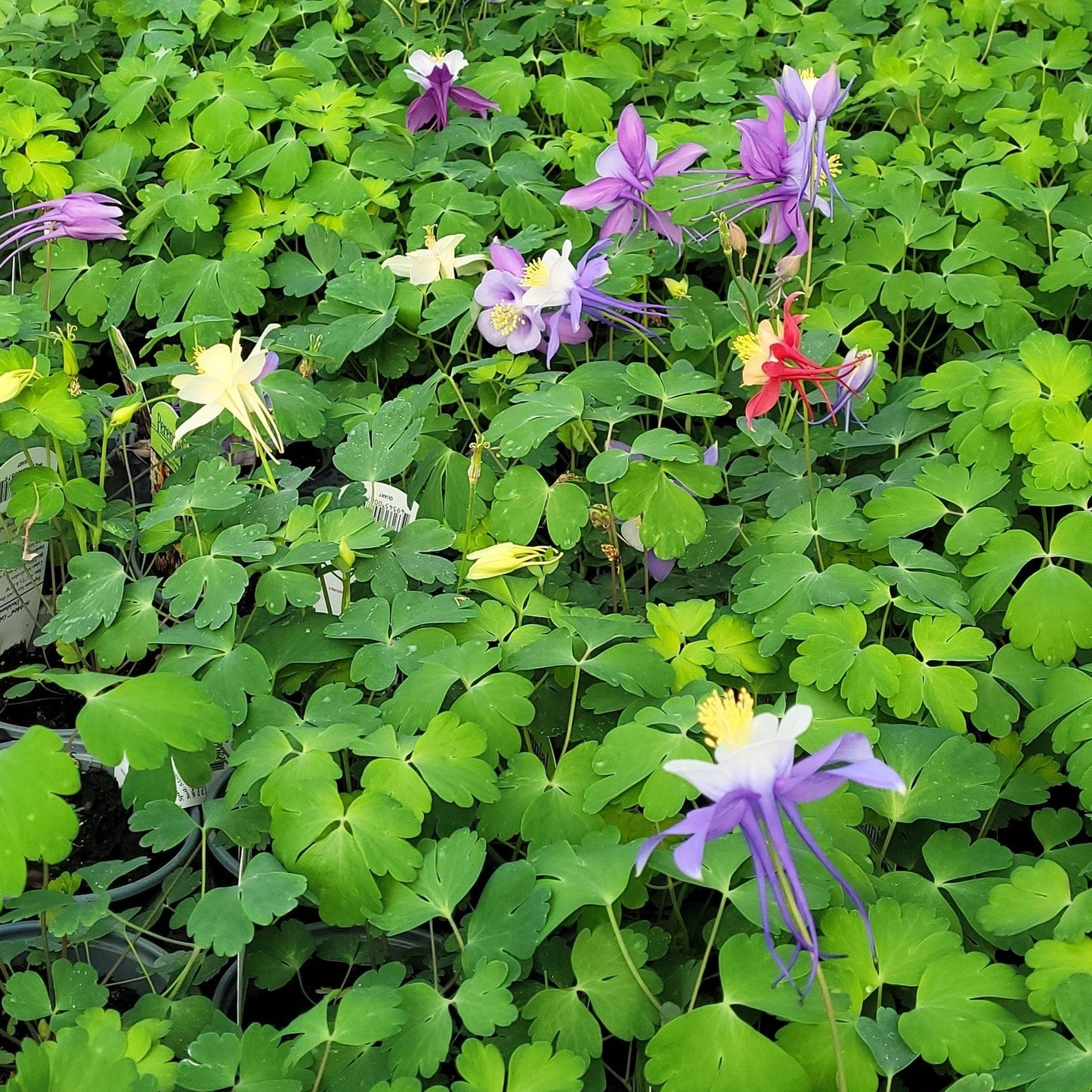 Aquilegia x hybrida Earlybird Mix - Qt.