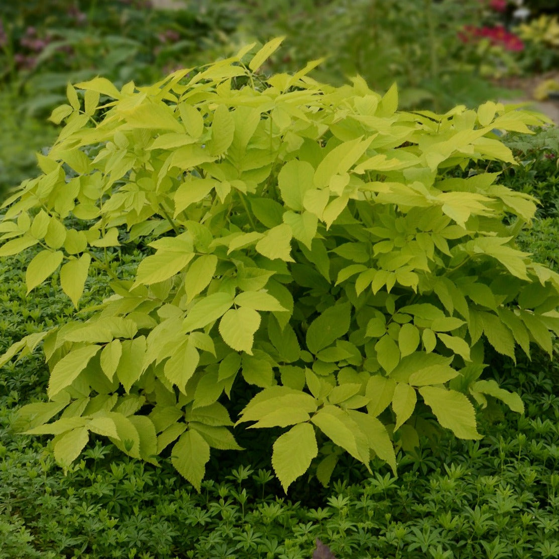 Aralia cordata 'Sun King' - #1