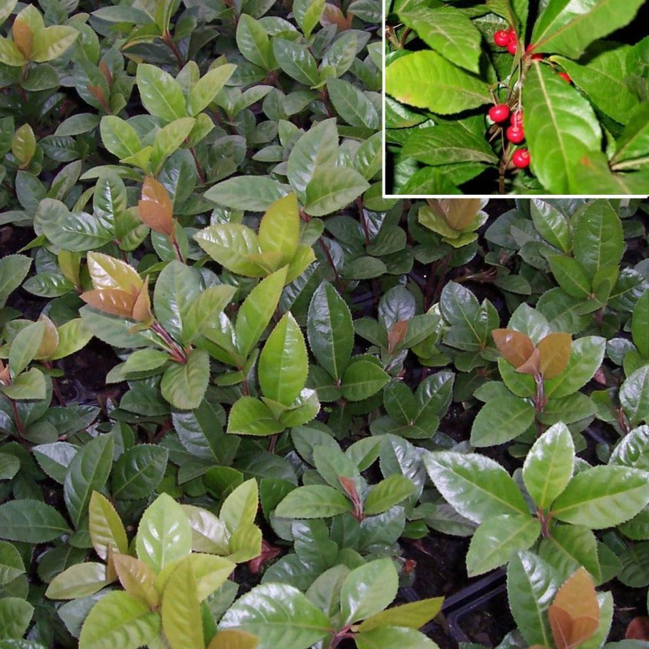 Ardisia japonica Marlberry - 3.5"