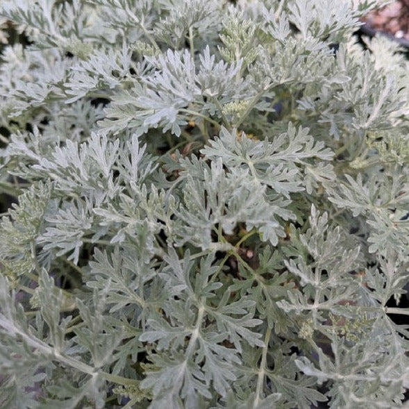 Artemisia 'Powis Castle' - #1