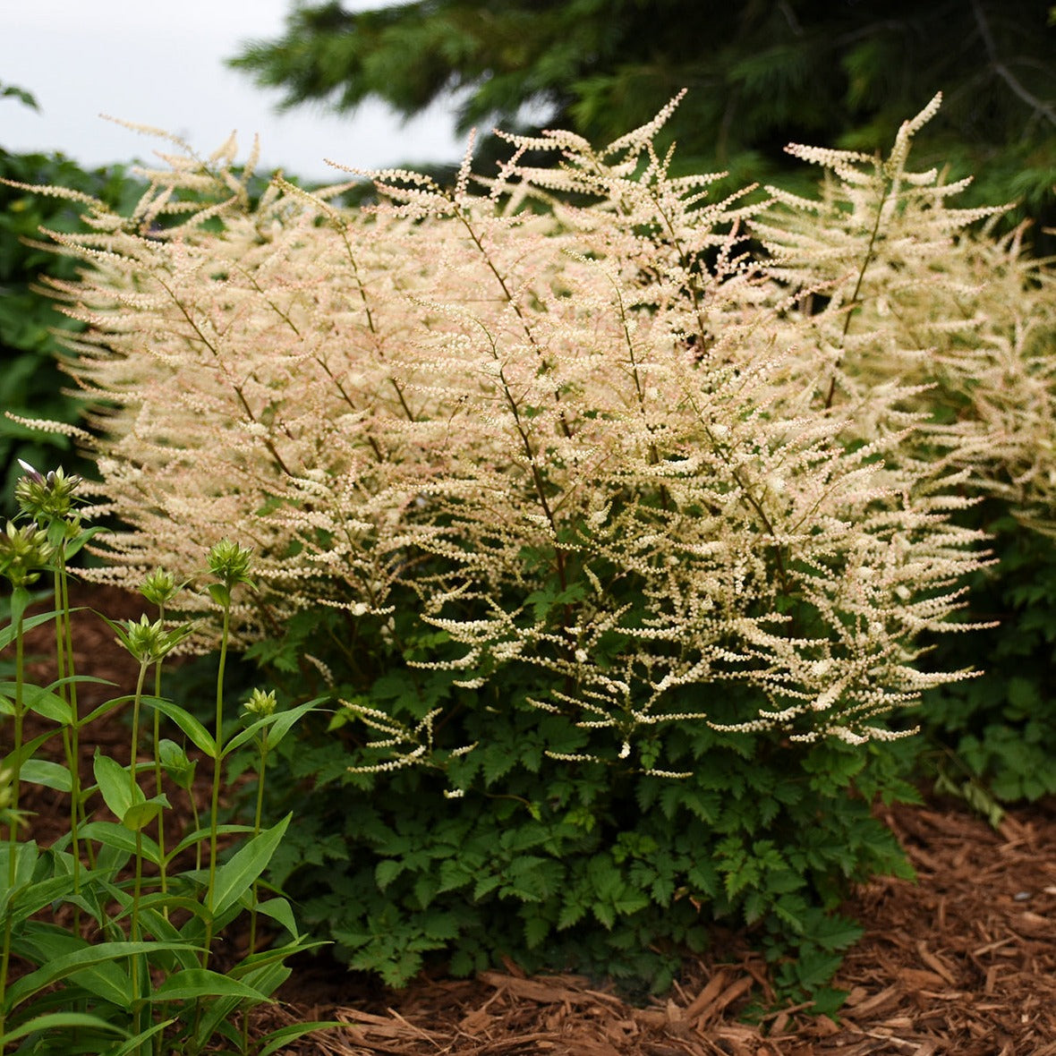 Aruncus 'Chantilly Lace' PP30470 PW® - #1