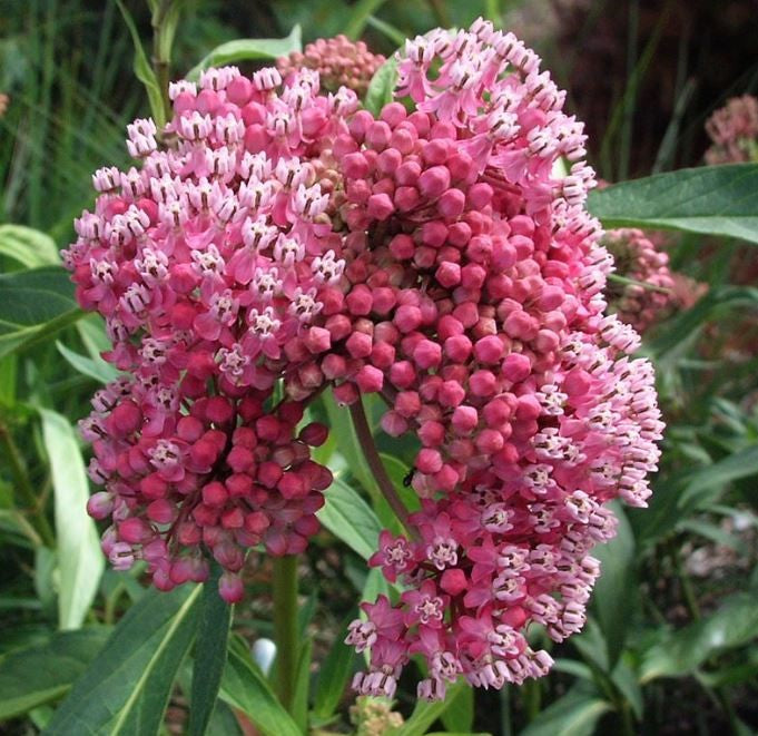 Asclepias incarnata 'Cinderella' - #1