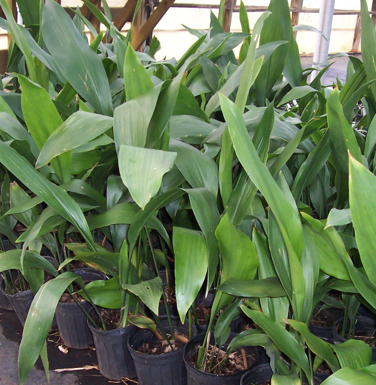 Aspidistra elatior - #1