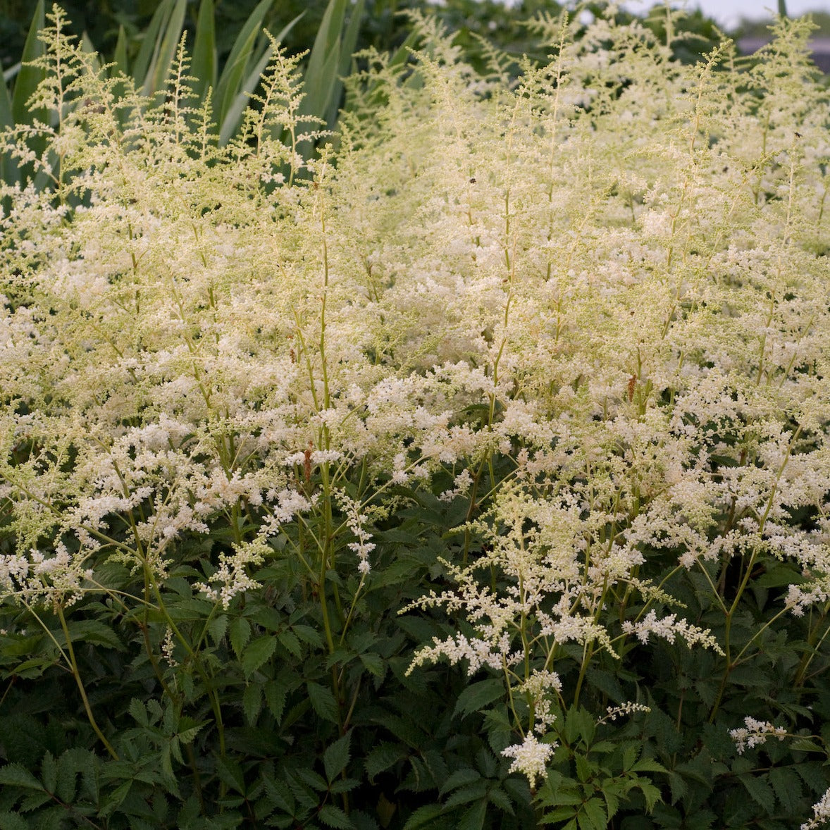 Astilbe arendsii 'Bridal Veil' ® - #1