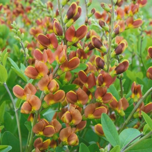 Baptisia Decadence™ 'Cherries Jubilee' PP23907 PW® - #1