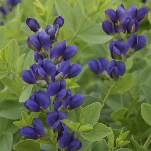 Baptisia Decadence™ 'Sparkling Sapphires' PP27904 PW® - #1