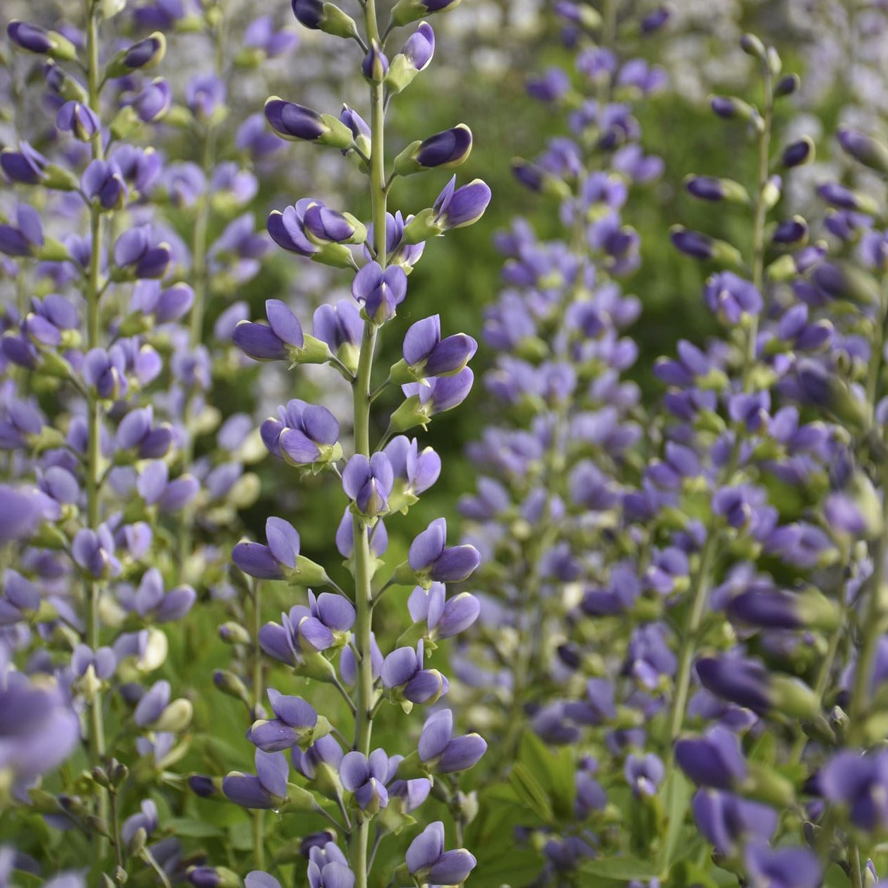 Baptisia Decadence™ 'Blue Bubbly' PP33234 PW® - #1