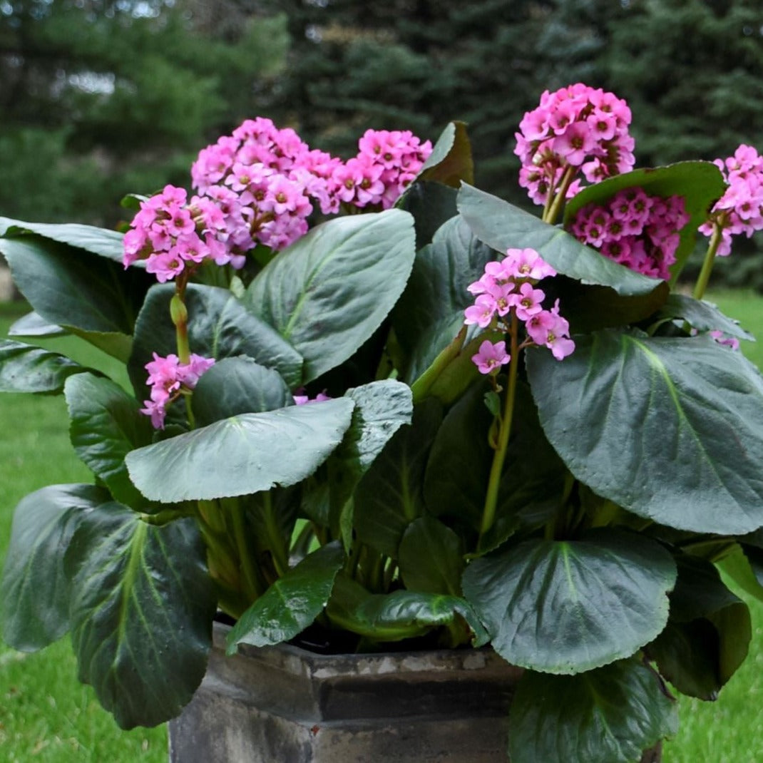 Bergenia 'Miss Piggy' PP32132 PW® - #1