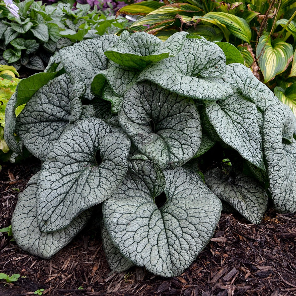 Brunnera macrophylla 'Queen of Hearts' PP32737 PW® - #1