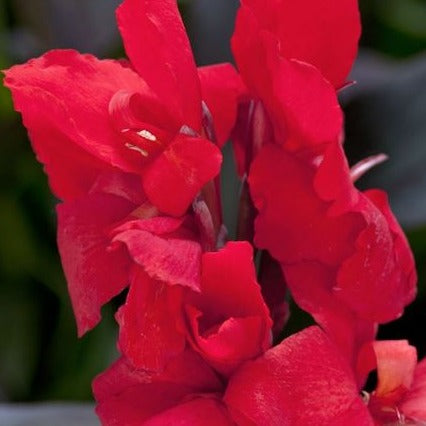 Canna 'Cannova® Bronze Scarlet' - #1
