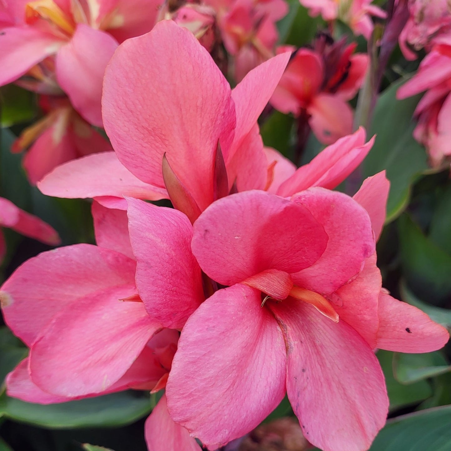 Canna Cannova® Mango - #1
