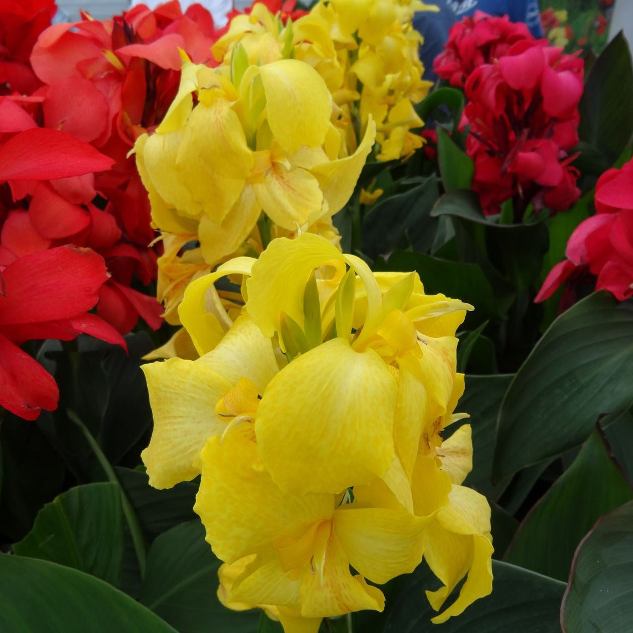 Canna 'Cannova® Yellow' - #1
