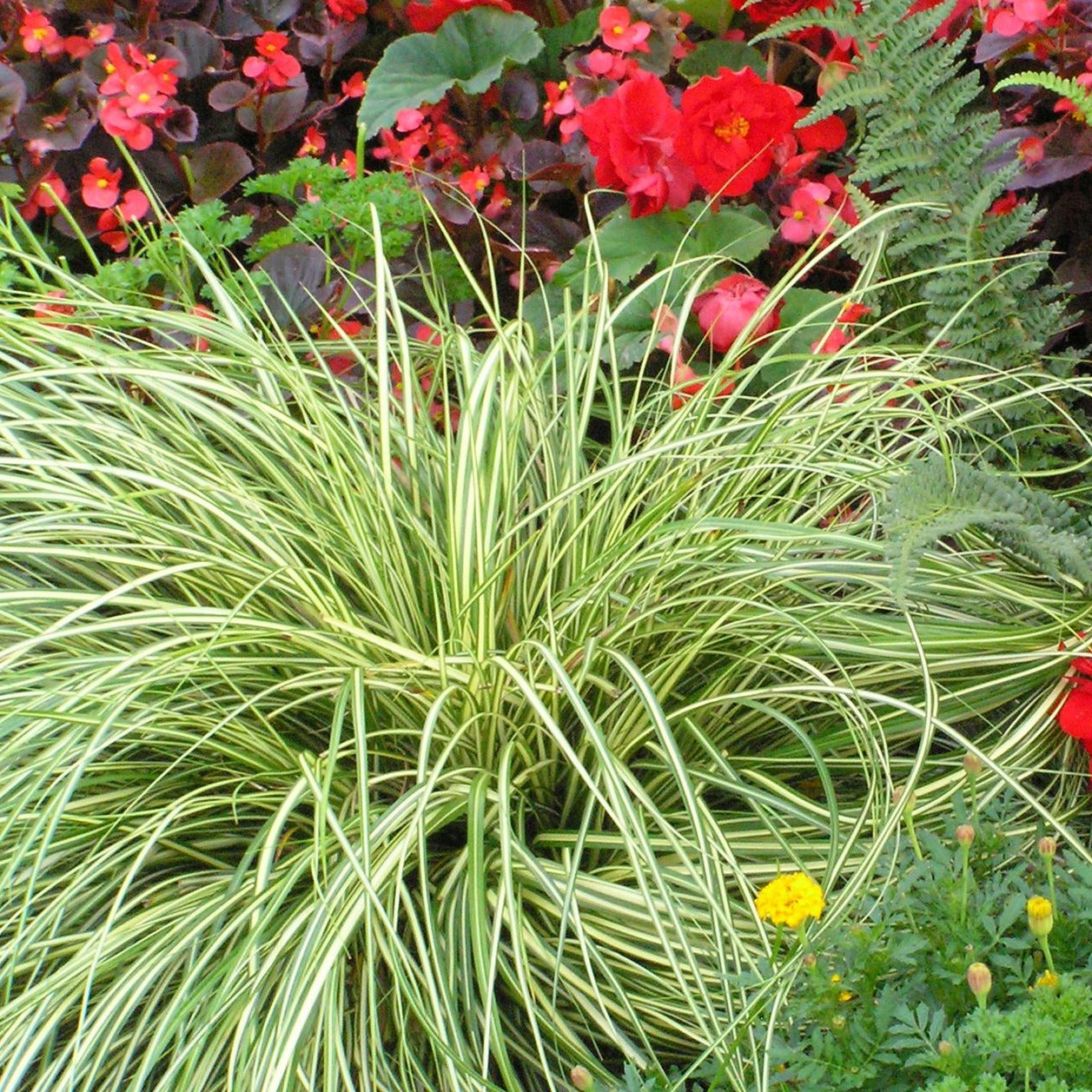 Grass: Carex hachijoensis 'Evergold' Sedge - Qt.