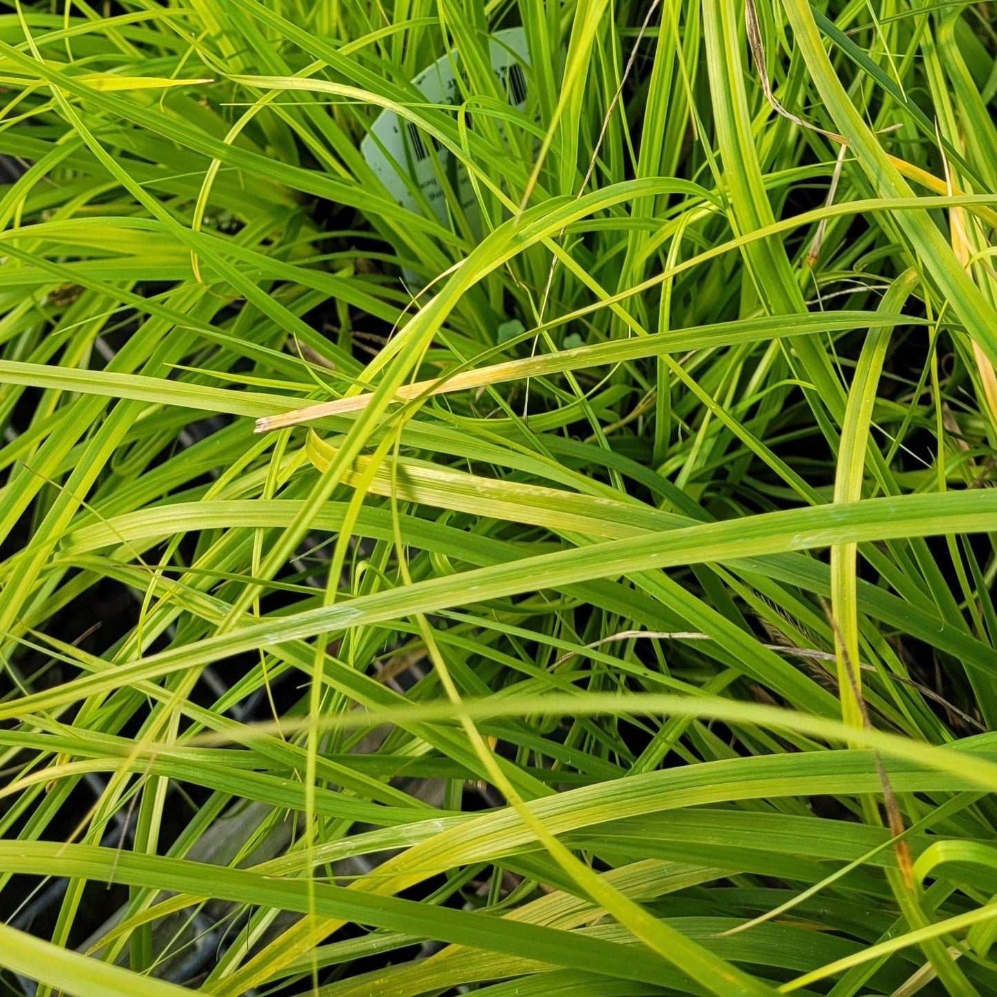 Grass: Carex oshimensis Evercolor® 'Everillo' PP21002 Sedge - Qt.