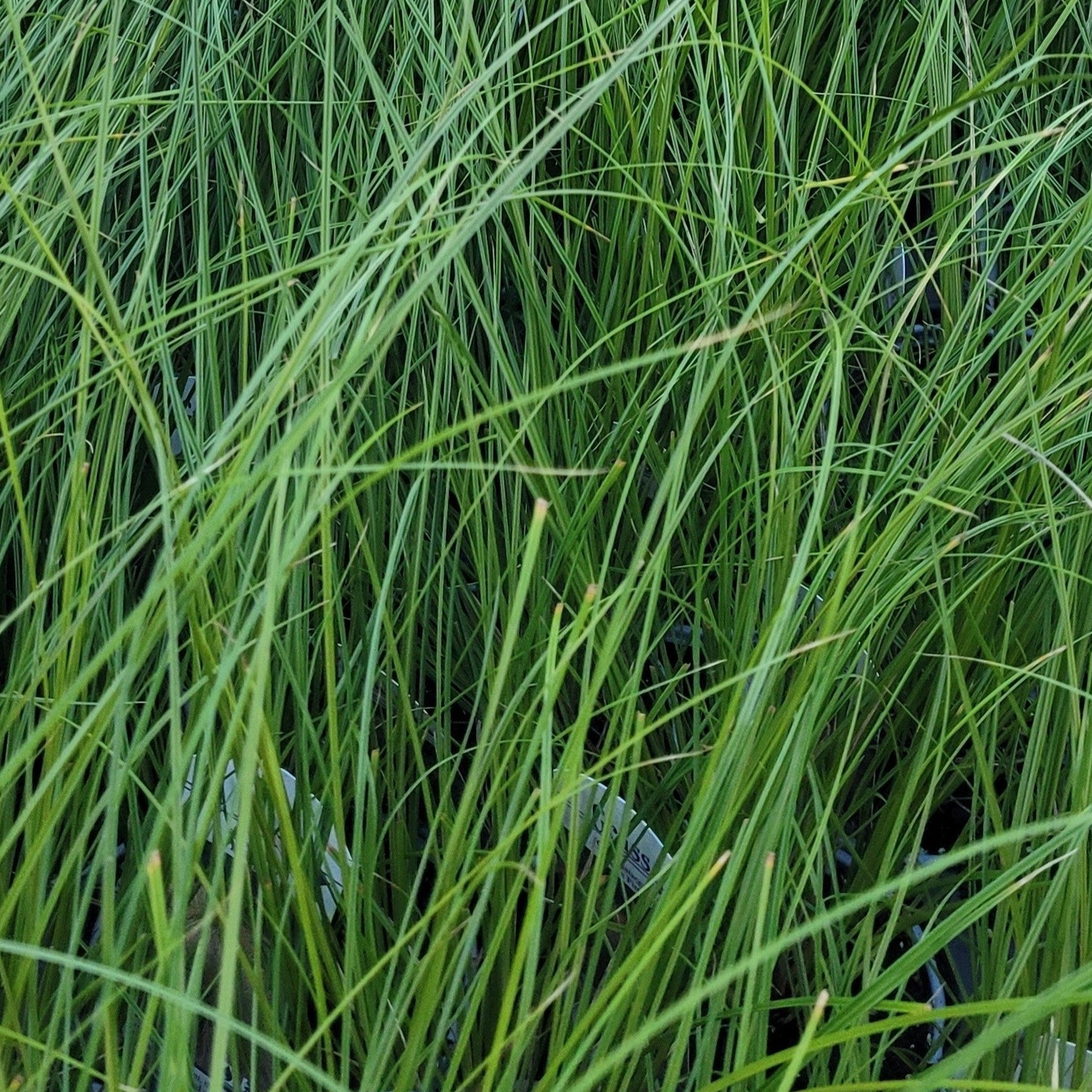 Grass: Carex testacea 'Prairie Fire'™ Orange Sedge - Qt.