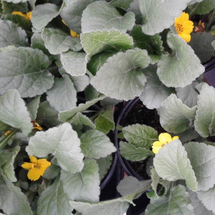 Chrysogonum virginianum Green and Gold - 4.5"