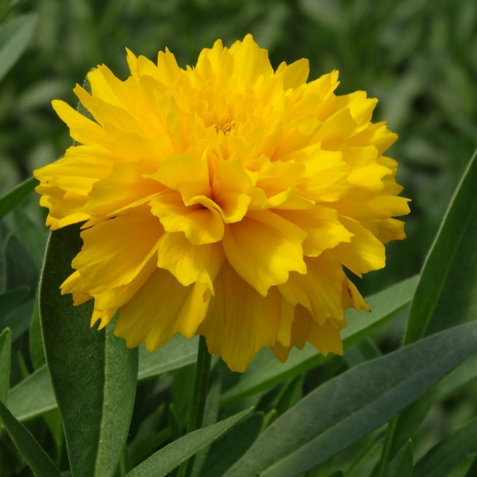 Coreopsis 'Solanna™ Golden Sphere' - Qt.