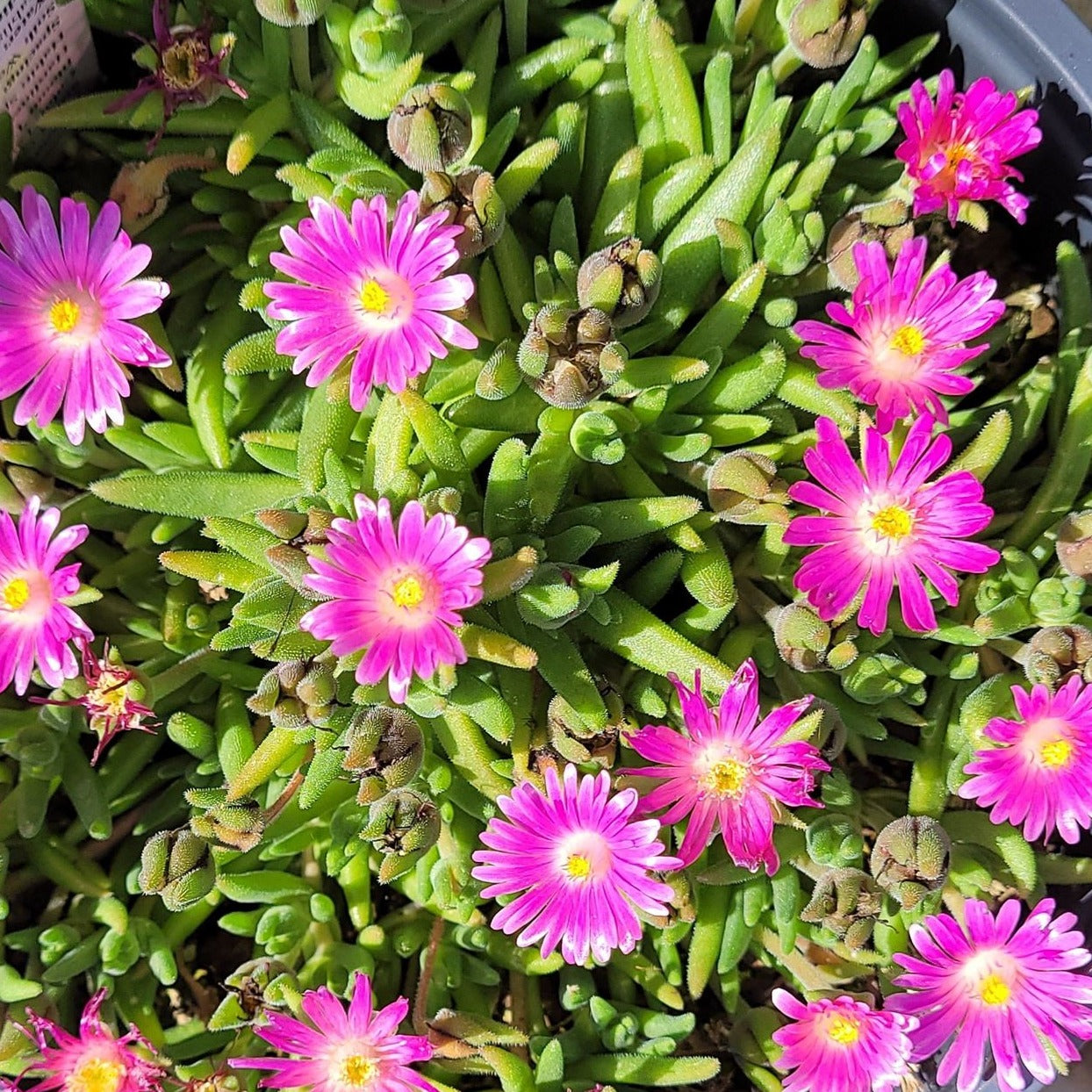 Delosperma Jewel of Desert 'Candystone' PP30320 Iceplant - #1