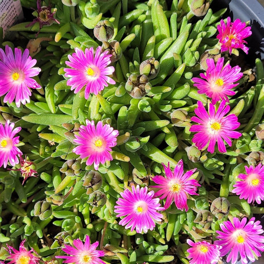 Delosperma Jewel of Desert 'Candystone' PP30320  Iceplant - #1