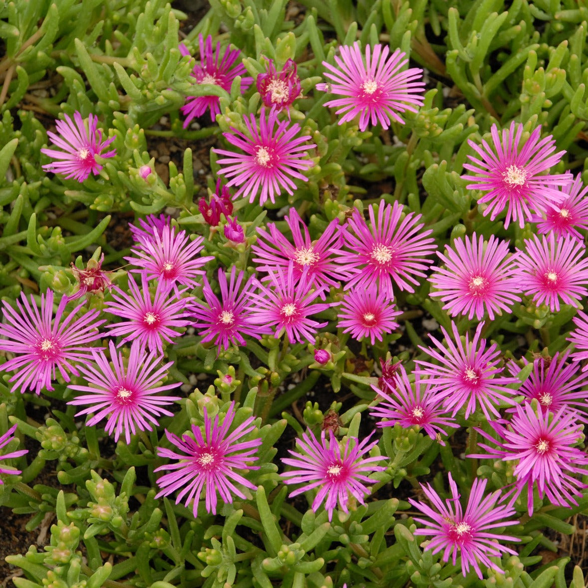 Delosperma cooperi Iceplant - 4.5"