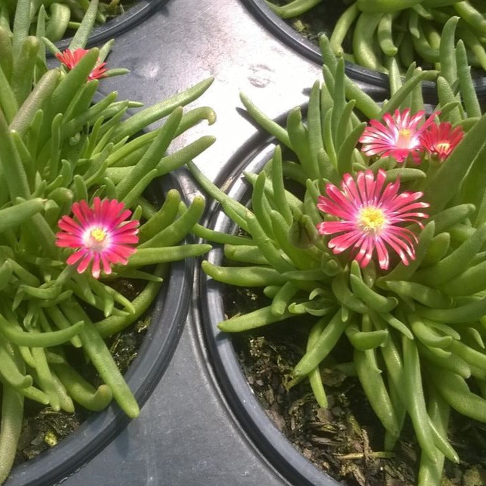 Delosperma Jewel of Desert Series 'Garnet' PP23471  Iceplant - 4.5"