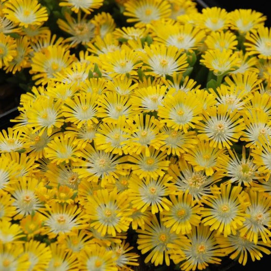 Delosperma Hot Cakes® 'Banana Blast' PP31394  Iceplant - Qt.