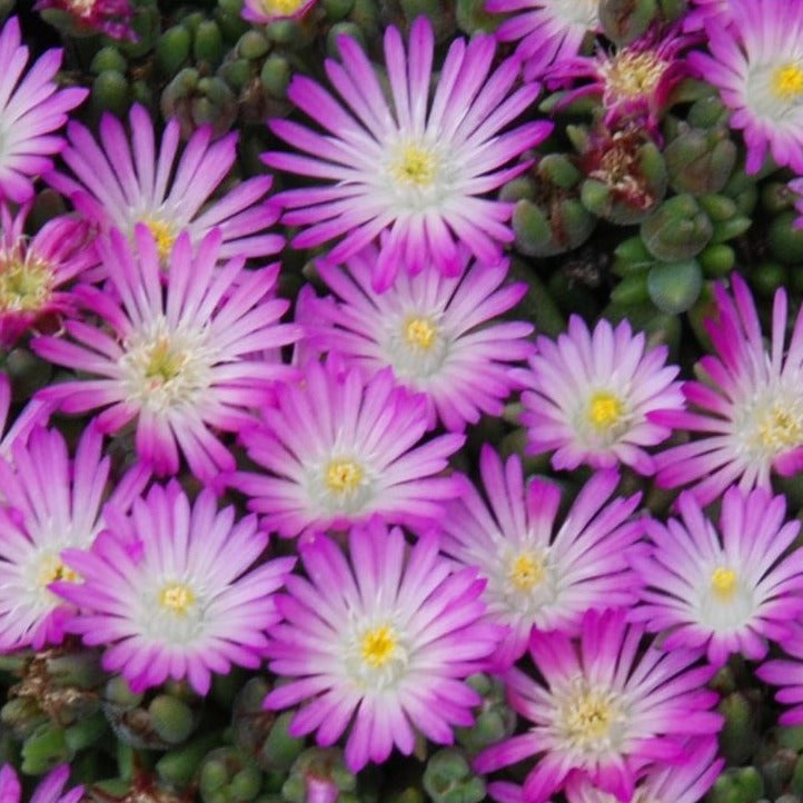 Delosperma Hot Cakes® 'Fig Fusion' PP31343 Iceplant - Qt.
