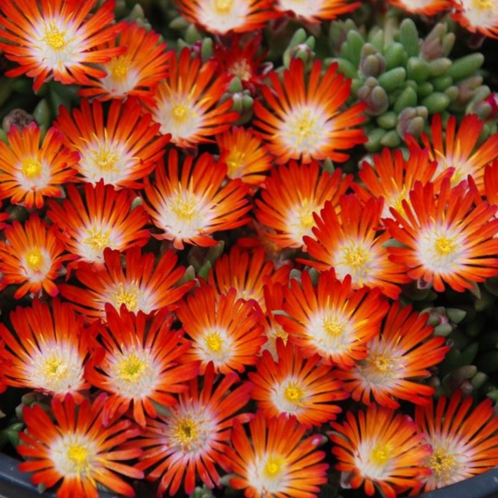Delosperma Hot Cakes® 'Pumpkin Perfection' PP31312 Iceplant - Qt.