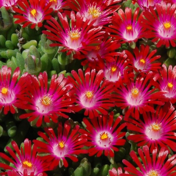 Delosperma Hot Cakes® 'Saucy Strawberry' PP31219 Iceplant - Qt.